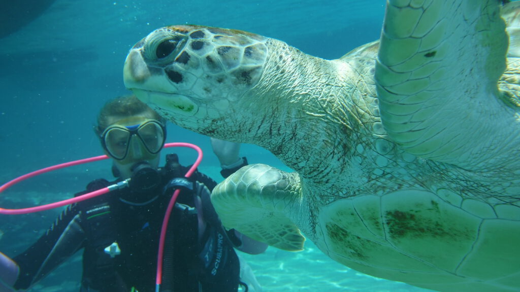 Diving with Turtless Curaçao